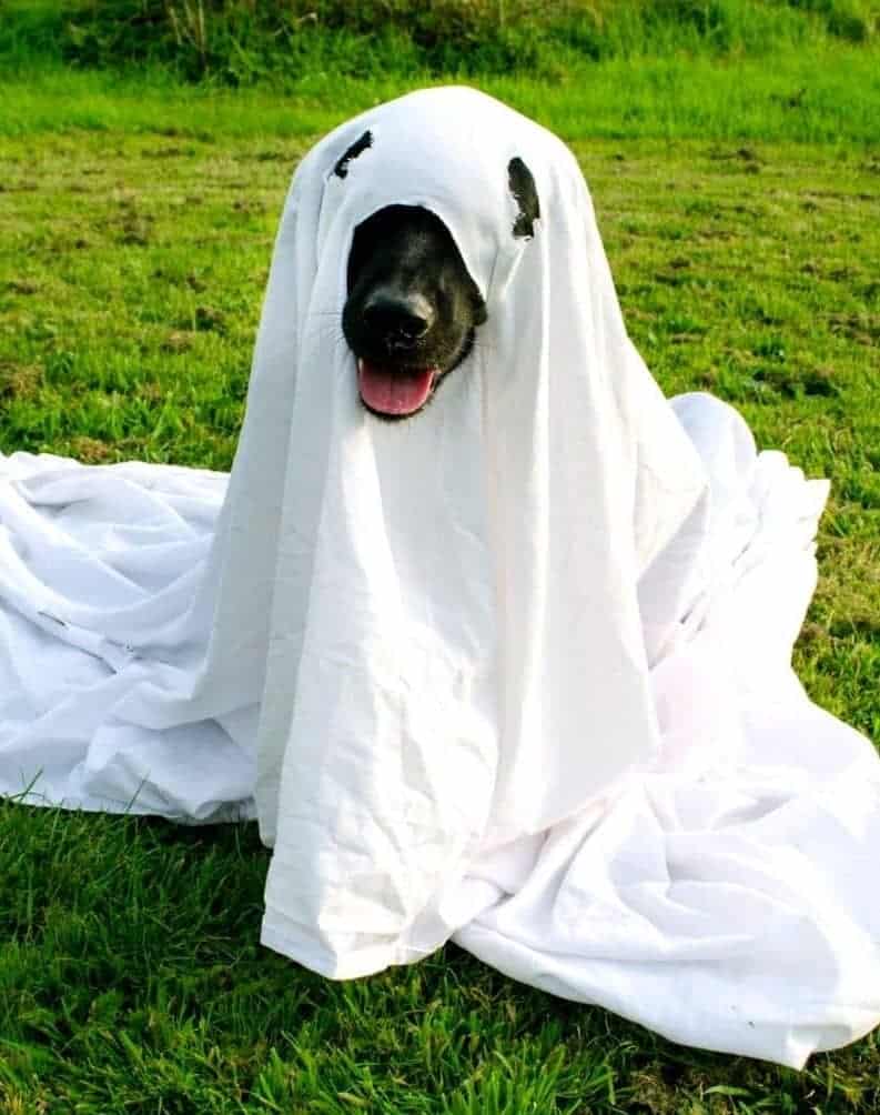 dog in a sheet ghost costume sitting on the grass