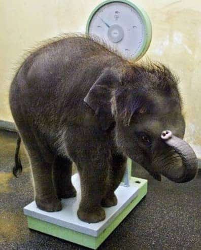 Baby Elephant standing on a scale